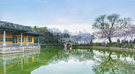 Hoa anh đào ở Nguyên Đầu Chử - Vô Tích Hoa anh đào ở Nguyên Đầu Chử - Vô Tích