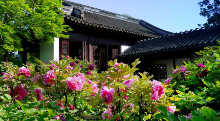 Ngắm hoa mẫu đơn ở vườn Cổ Y Thượng Hải Ngắm hoa mẫu đơn ở vườn Cổ Y Thượng Hải
